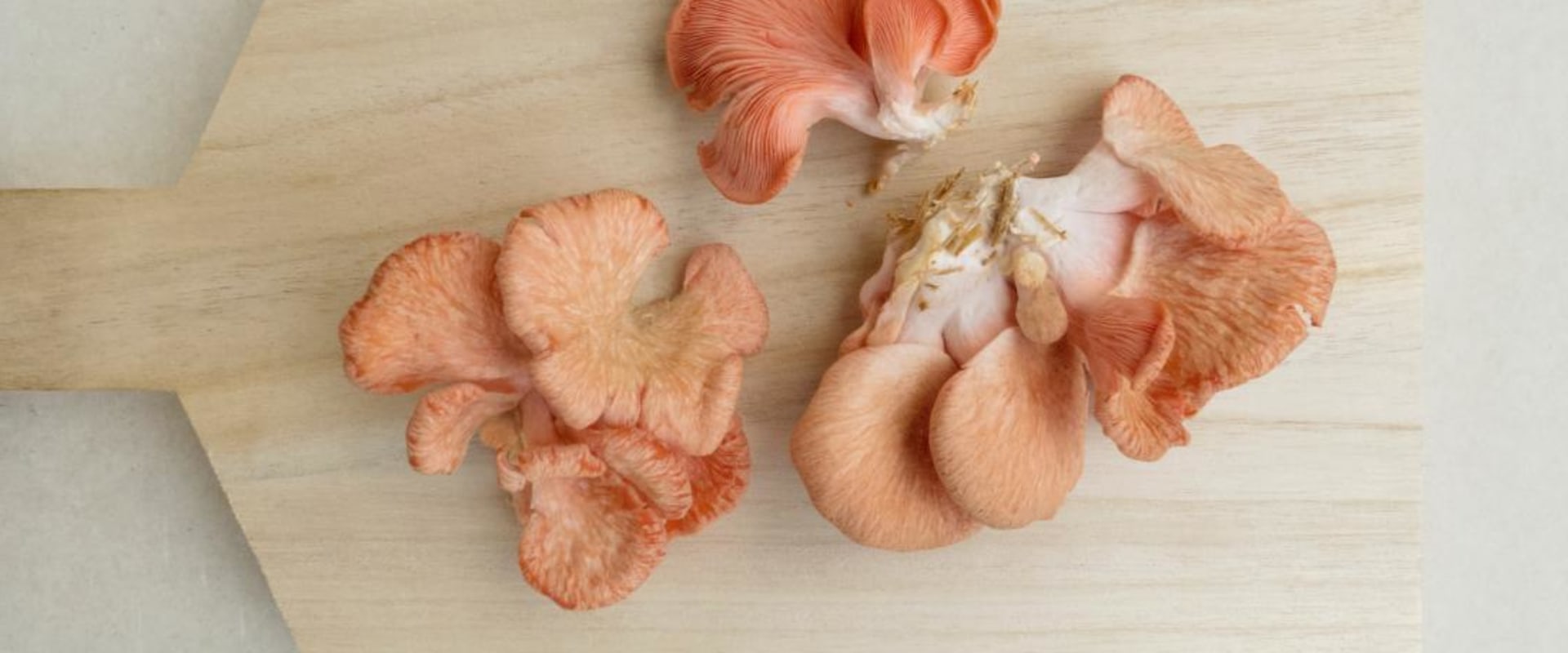 Do Mushrooms Improve Your Brain Health?