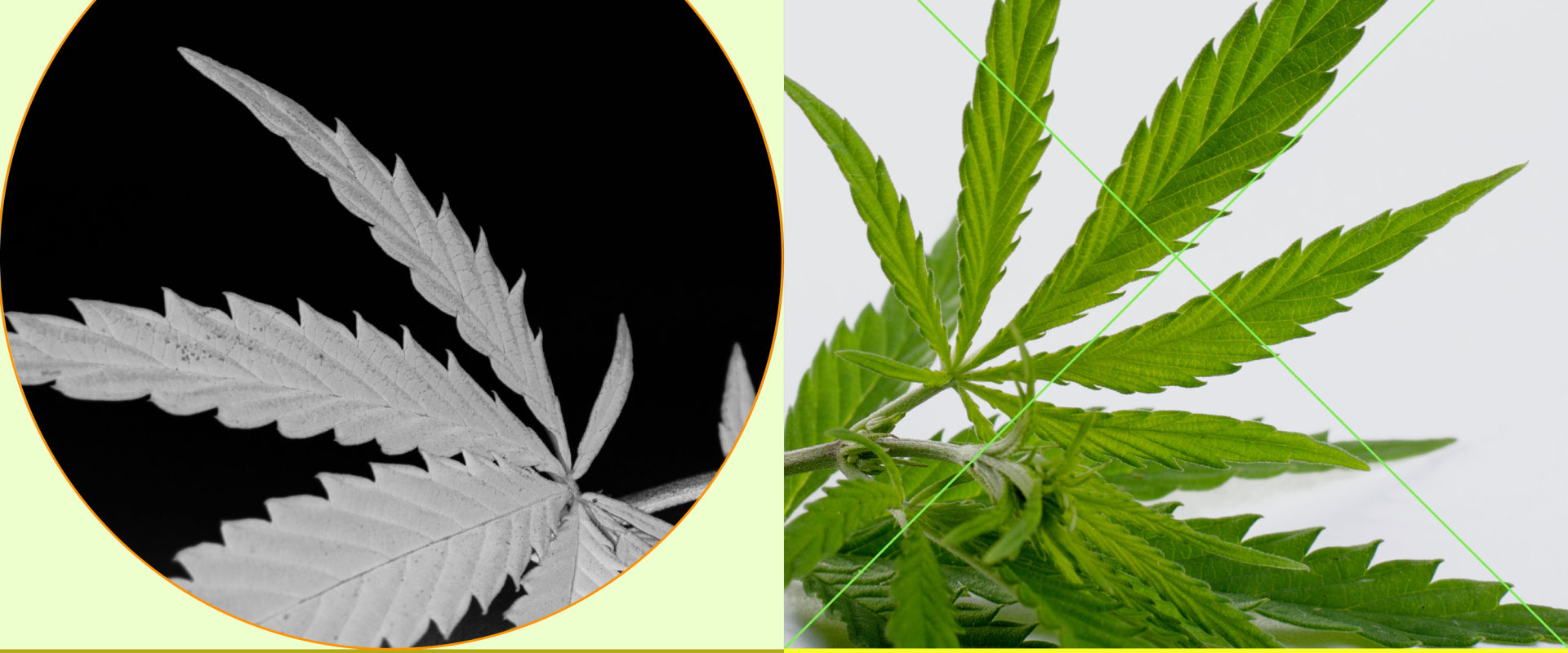 Does CBD Help Reduce the Psychoactive Effects of THC?