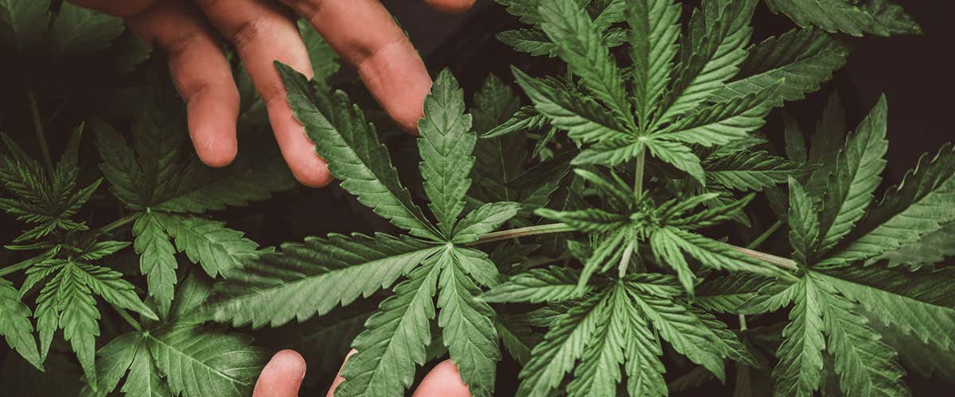 Can CBD Help Treat Addiction?