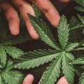 How to Overcome Addiction to Weed