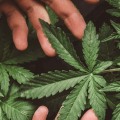 How to help addiction to weed?