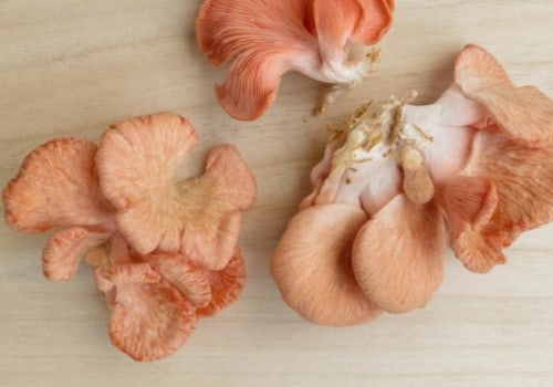 Do mushrooms help your brain?
